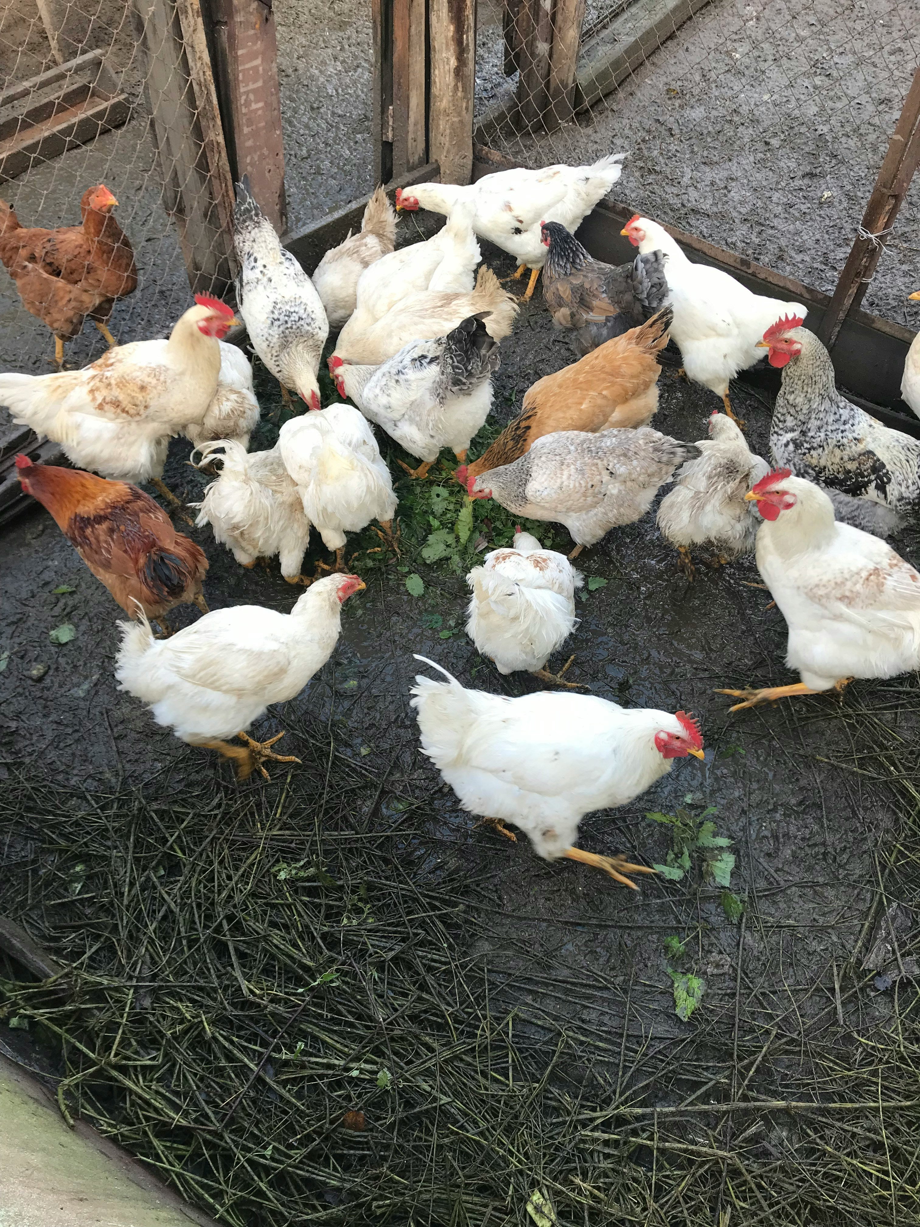 Chickens/ Ducks/ Geese