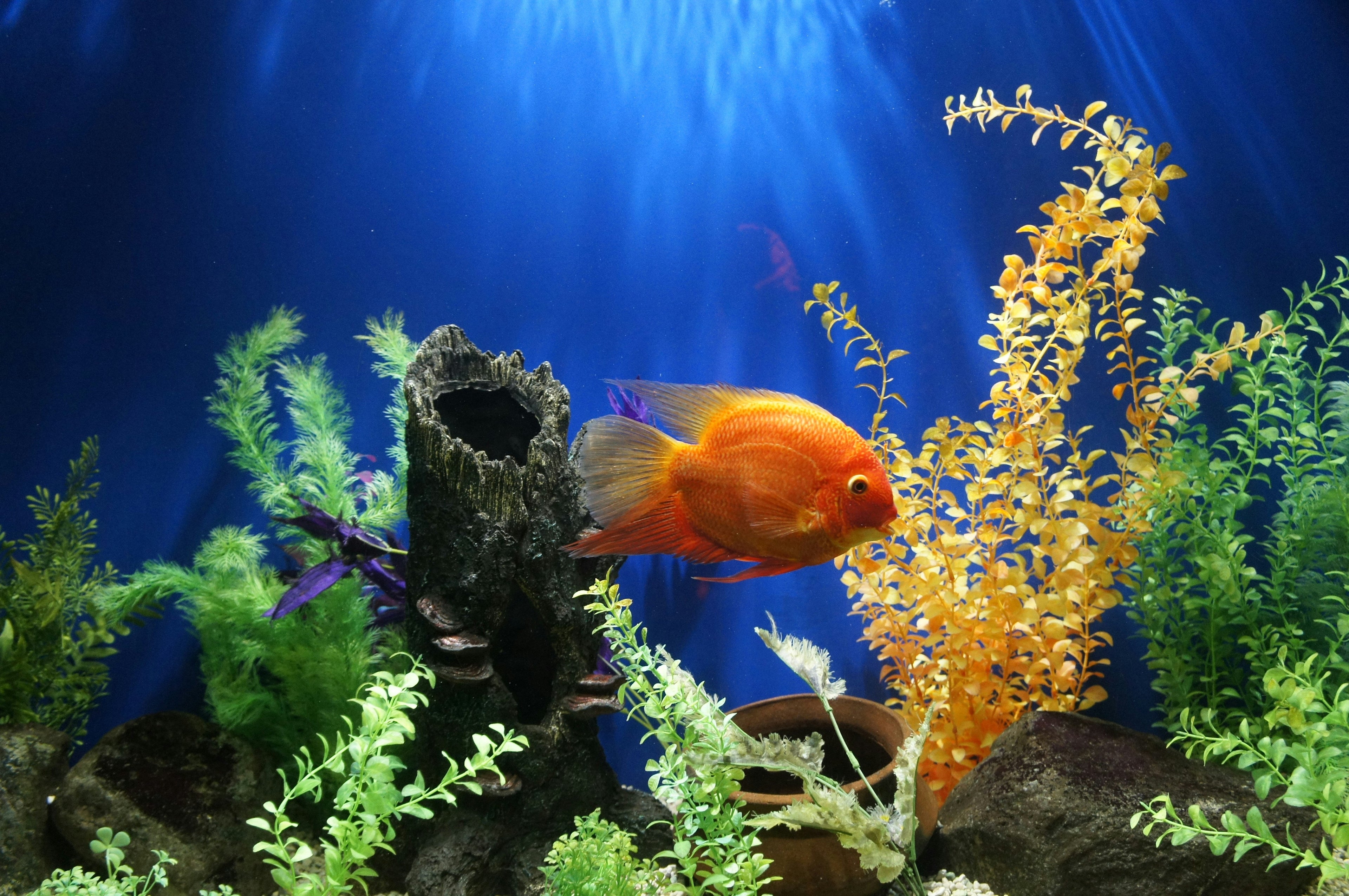 Fish