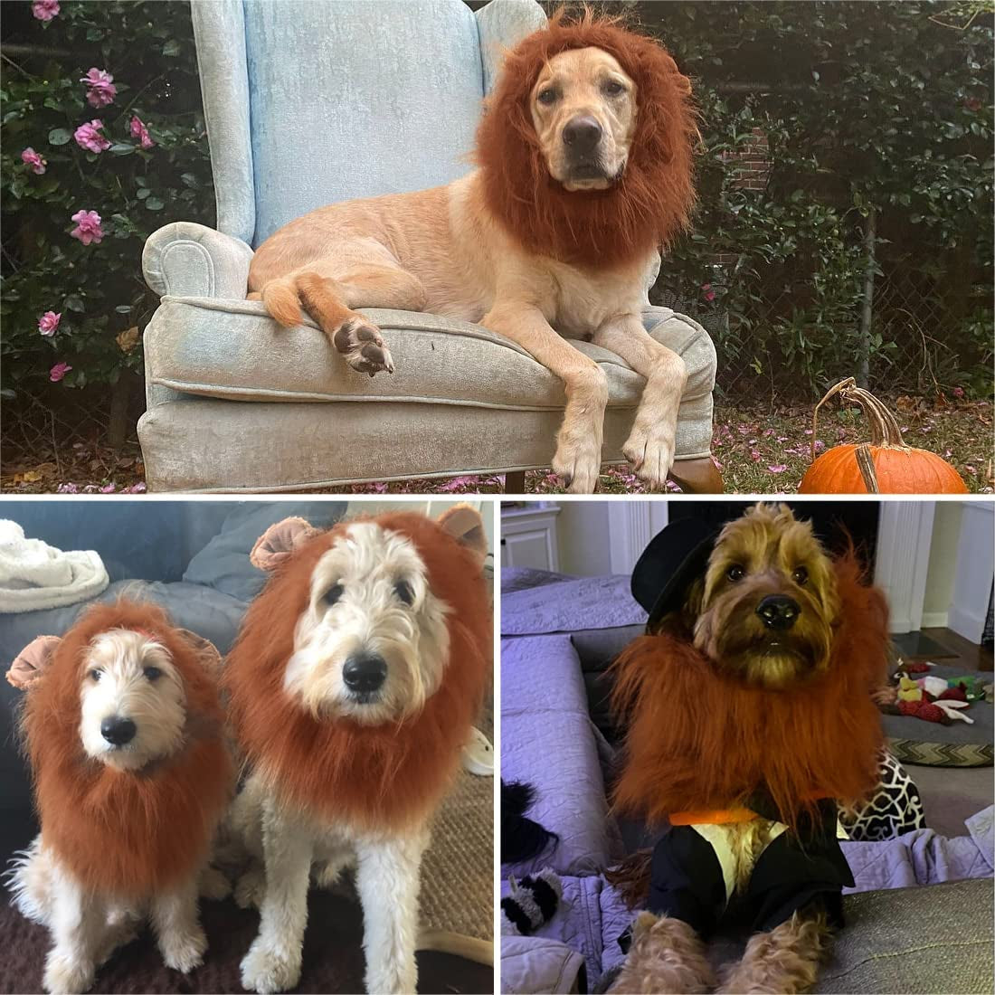 Realistic Lion Mane Wig for Medium to Large Dogs - Halloween Costume Accessory (Dark Brown)