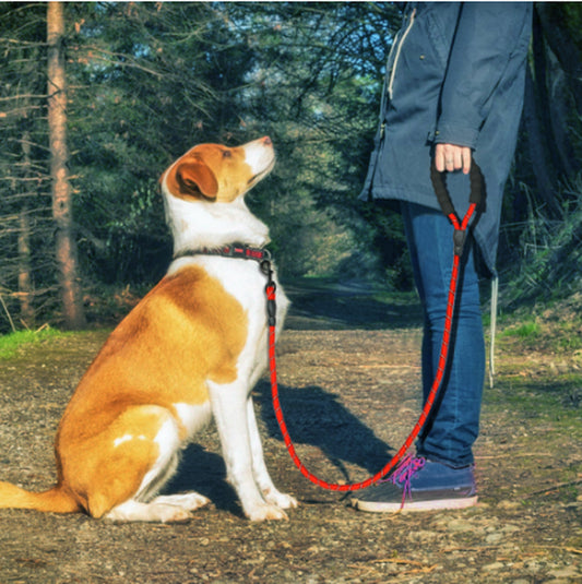 Reflective Nylon Dog Leash Suitable for All Breeds - Perfect for Walking and Training