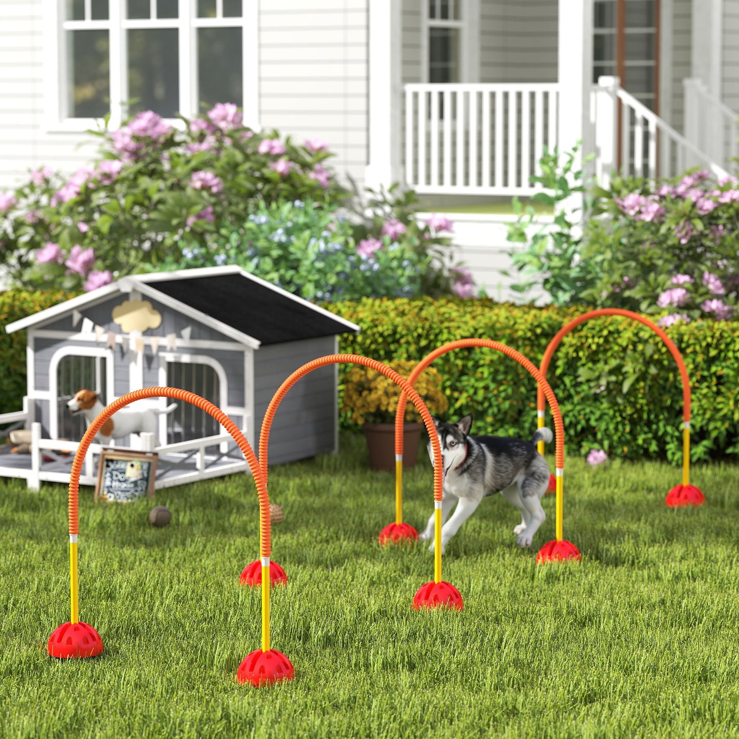 Dog Agility Equipment